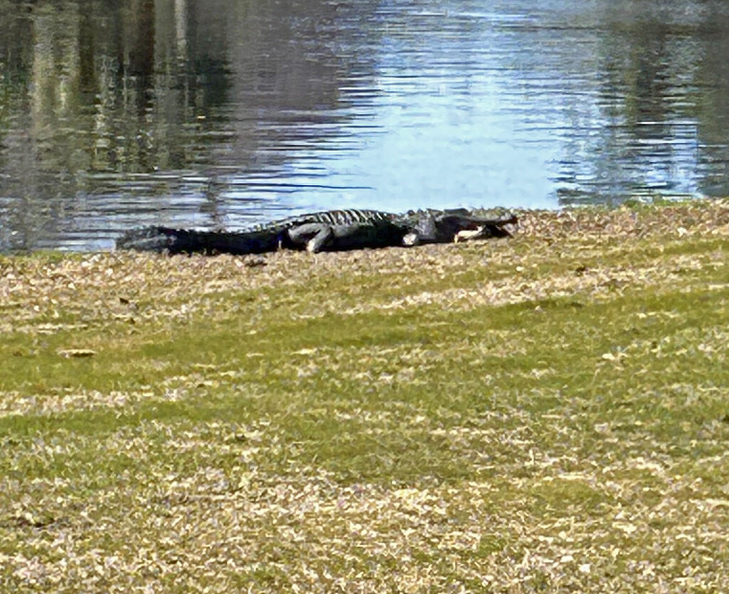 Feb 22 Gator With Ducks Legs Hanging From Mouth about a 12 Footer IMG_8820A by georgegailmcdowellcom