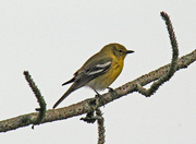 23rd Feb 2023 - Feb 23 Prairie Warbler IMG_1520