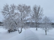 7th Mar 2023 - Snow Trees