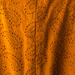 Orange feels like mimosa al fresco by cristinaledesma33