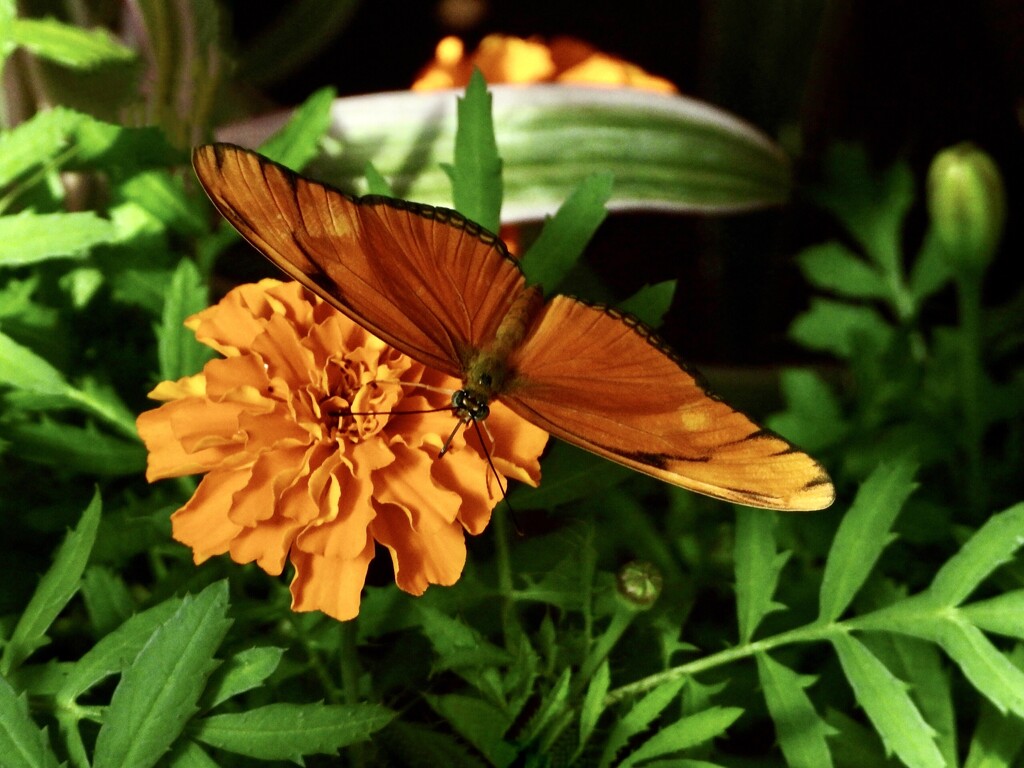 orange butterfly & flower by amyk