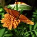 orange butterfly & flower by amyk