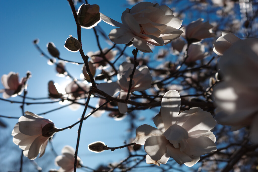 Magnolias by johnmaguire