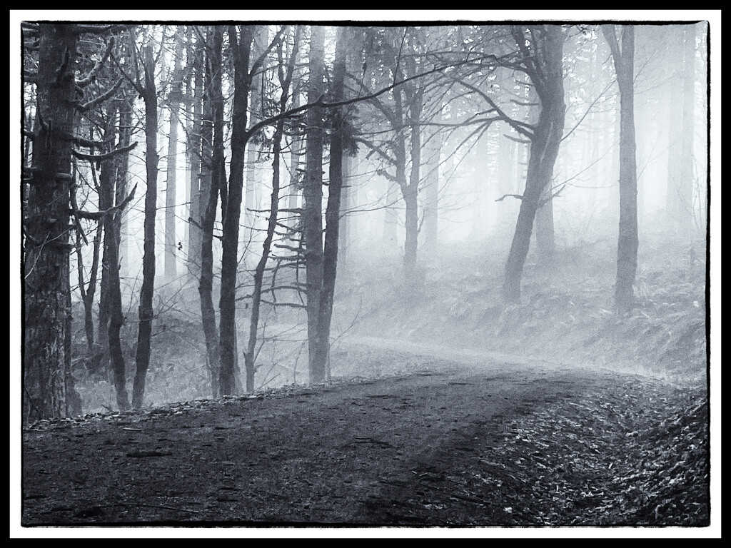 Trail with mist by joysabin