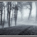 Trail with mist by joysabin
