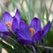 Signs of Spring by genealogygenie