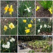 8th Mar 2023 - Daffodil Time