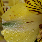 8th Mar 2023 - yellow flowers