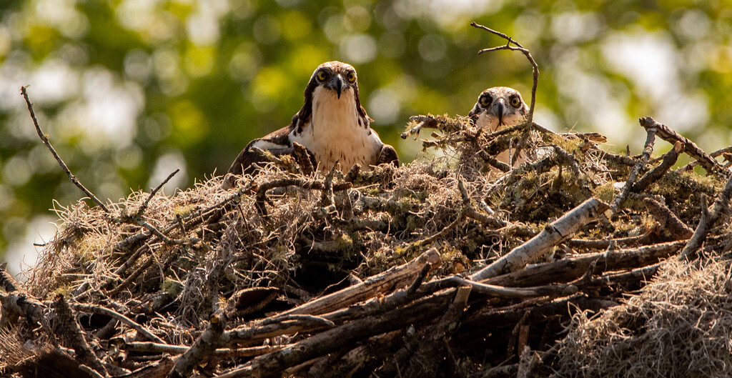 Mr and Mrs Osprey! by rickster549