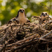 Mr and Mrs Osprey! by rickster549