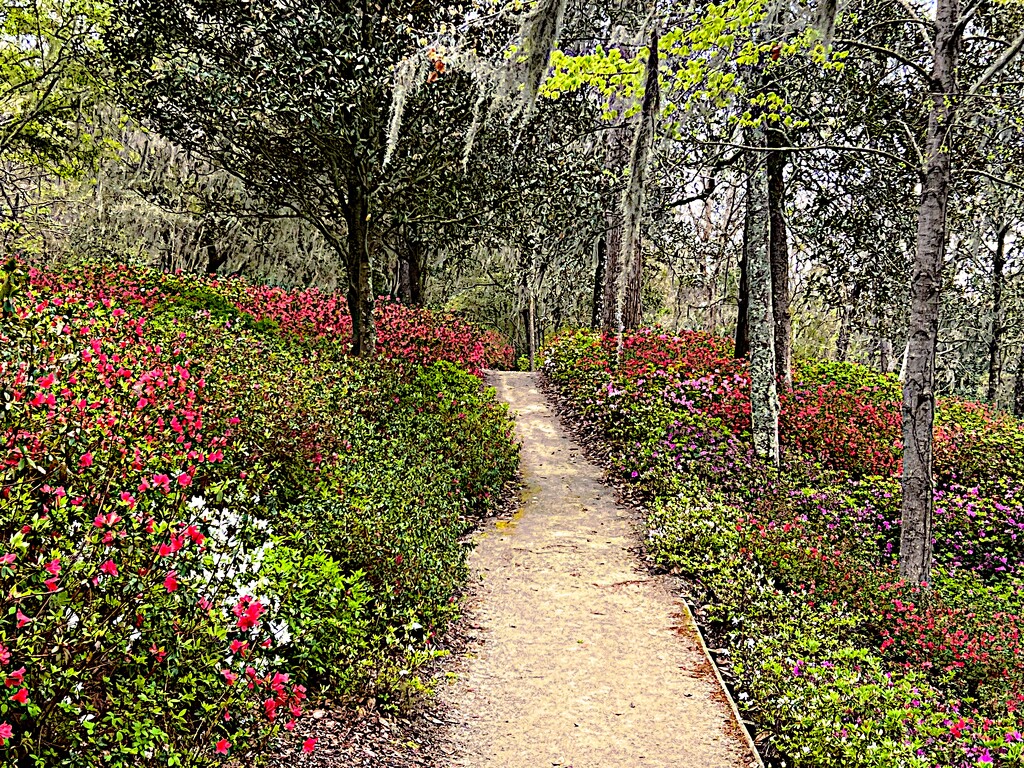 Extravagant  display of azaleas at Middleton Place by congaree