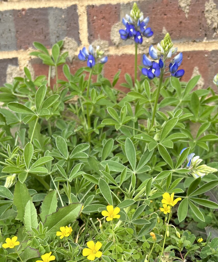 Bluebonnets and more by bellasmom