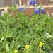 Bluebonnets and more by bellasmom