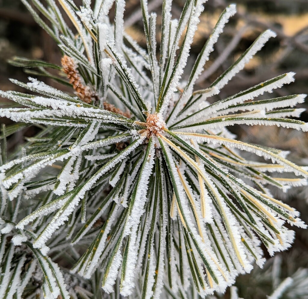 Frosty Needles by harbie