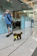 9th Mar 2023 - A personal service dog at the cancer center 