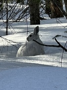 8th Mar 2023 - Snowshoe hare