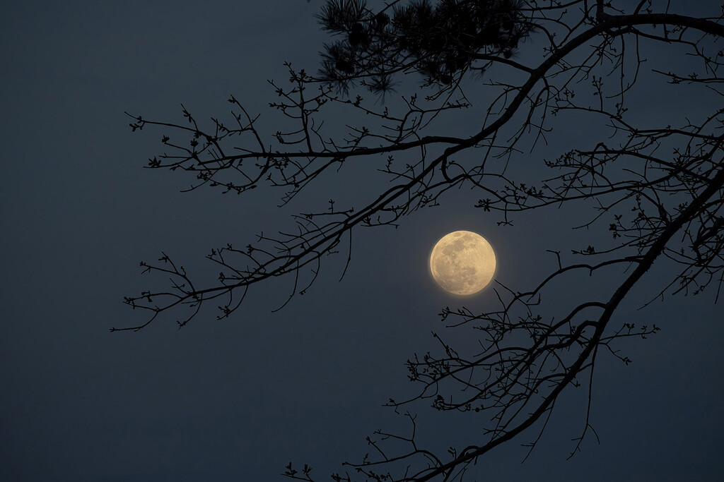 Worm Moon Rising by k9photo