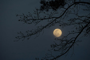 7th Mar 2023 - Worm Moon Rising