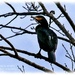 Cormorant by carolmw