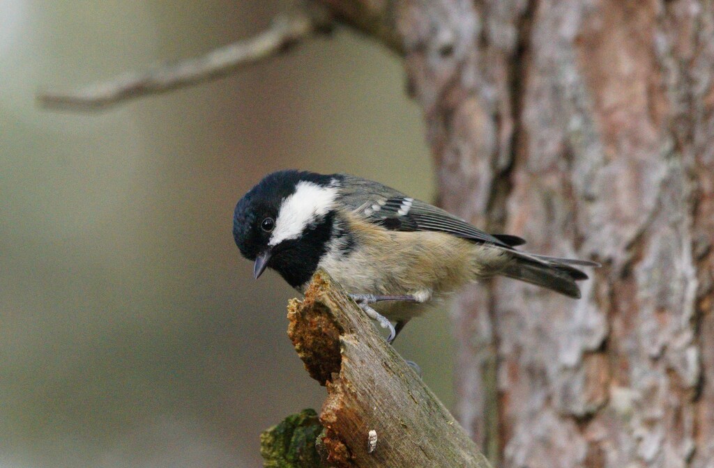 COAL TIT  by markp