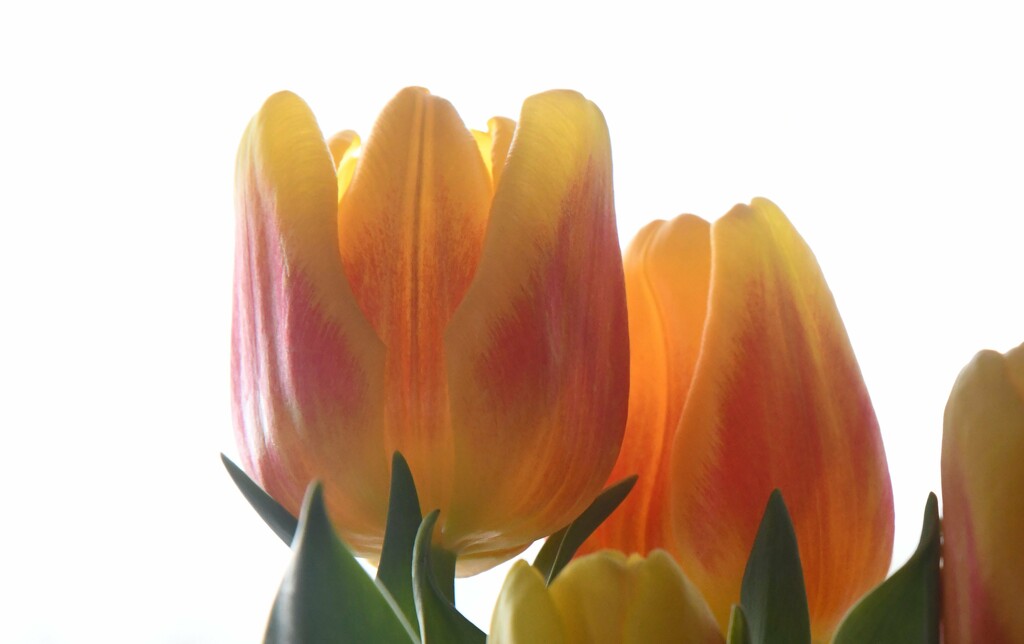 Yellow Tulips Blushing by paintdipper