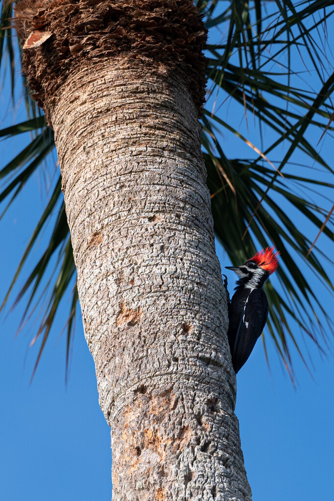 Pileated Woodpecker by asspadtycoon