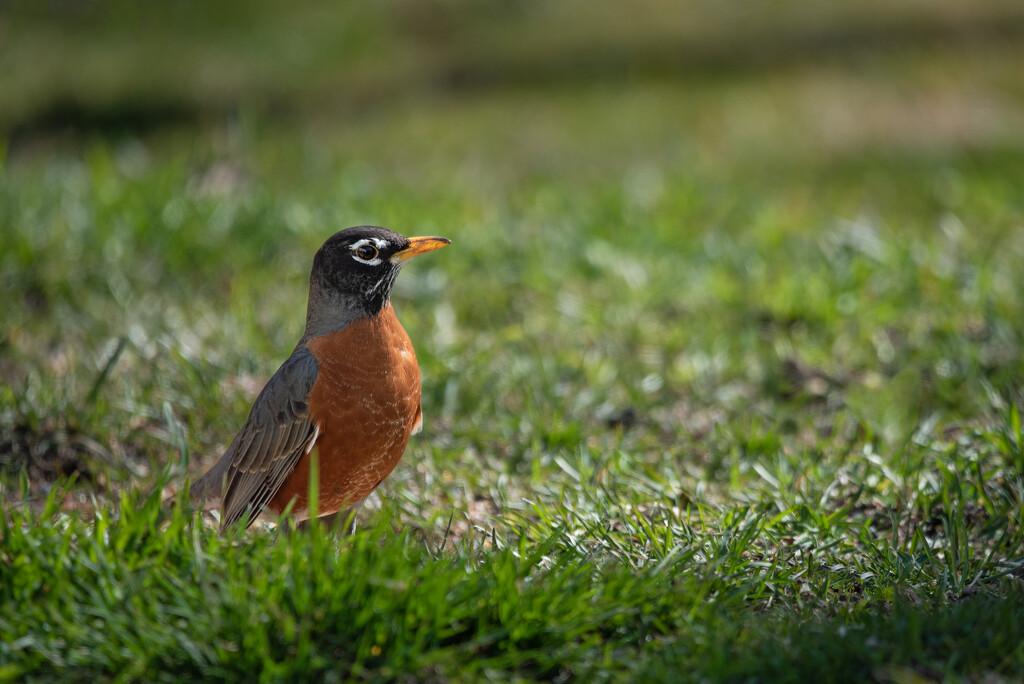 American Robin... Spring is coming by mistyhammond