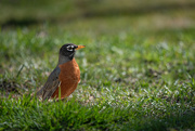 7th Mar 2023 - American Robin... Spring is coming