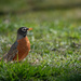 American Robin... Spring is coming by mistyhammond