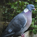 Common Wood Pigeon by brocky59