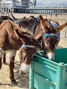 3rd Mar 2023 - Weston donkeys