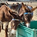 Weston donkeys