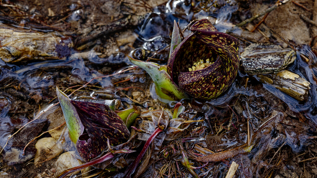 skun cabbage in the stream by rminer
