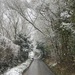 Snowy Lane by susiemc