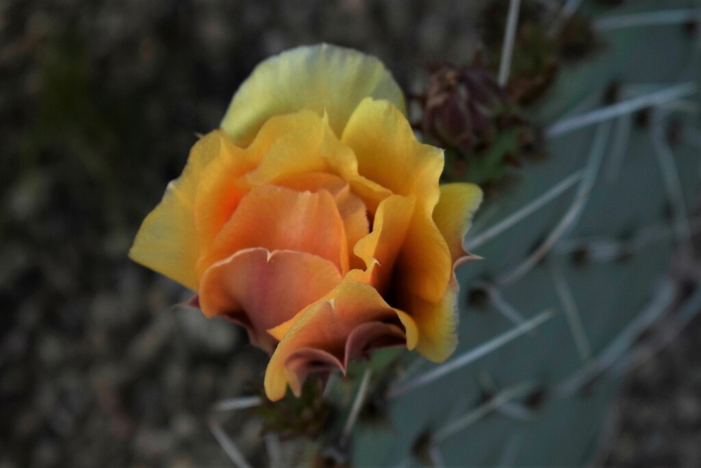 Prickly Pear closed bloom by sandlily