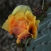 Prickly Pear closed bloom by sandlily