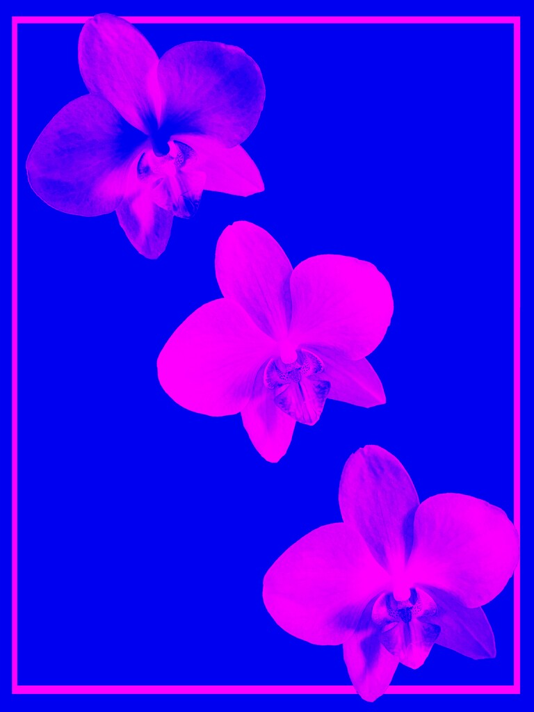 Orchids in duotone by thedarkroom