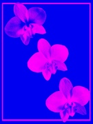 8th Mar 2023 - Orchids in duotone