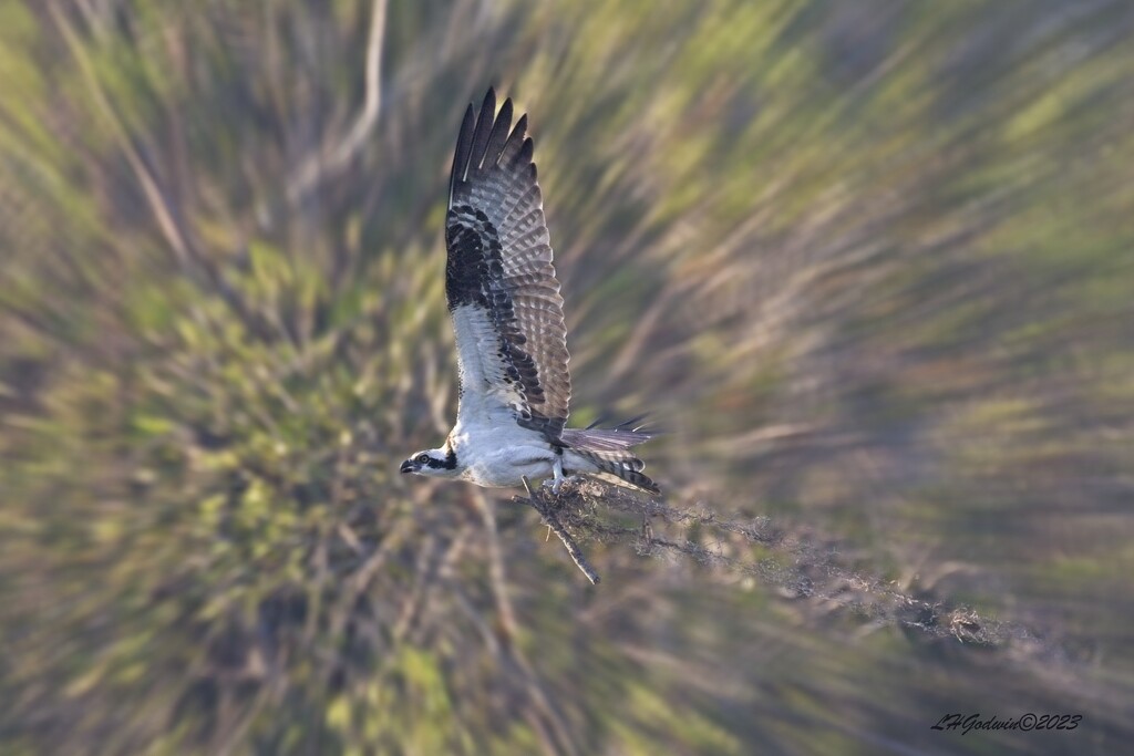 LHG_7597Osprey carries sticks and moss using radial blur in BKGD 1 by rontu