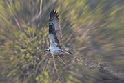 8th Mar 2023 - LHG_7597Osprey carries sticks and moss using radial blur in BKGD 1