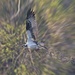 LHG_7597Osprey carries sticks and moss using radial blur in BKGD 1 by rontu