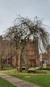 7th Mar 2023 - Churchyard Tree in Winter