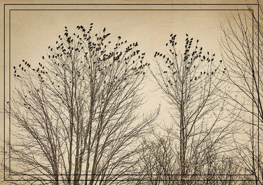 A Murmuration of Starlings by gardencat