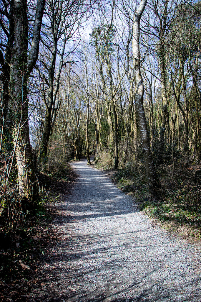 A wintery path by swillinbillyflynn