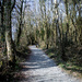 A wintery path by swillinbillyflynn