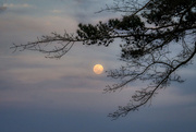 8th Mar 2023 - Framing the Moonrise