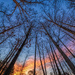 Sunrise Through the Trees by kvphoto