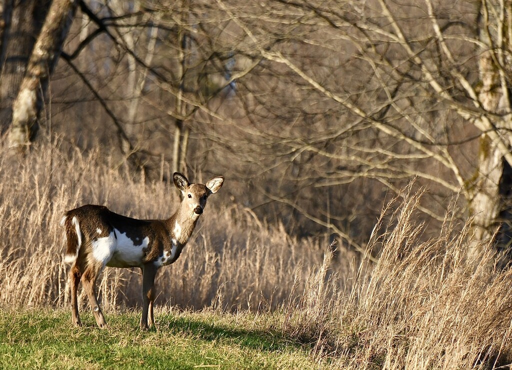 Piebald White-Tailed Deer by kathyladley