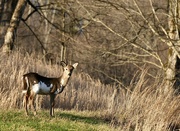 8th Mar 2023 - Piebald White-Tailed Deer