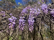 8th Mar 2023 - Mysterious Wisteria